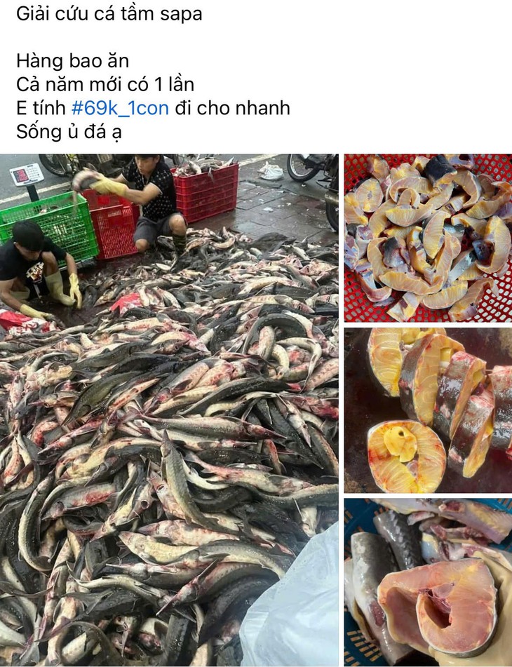 Cẩn trọng với cá tầm được rao bán siêu rẻ trên mạng xã hội- Ảnh 1.