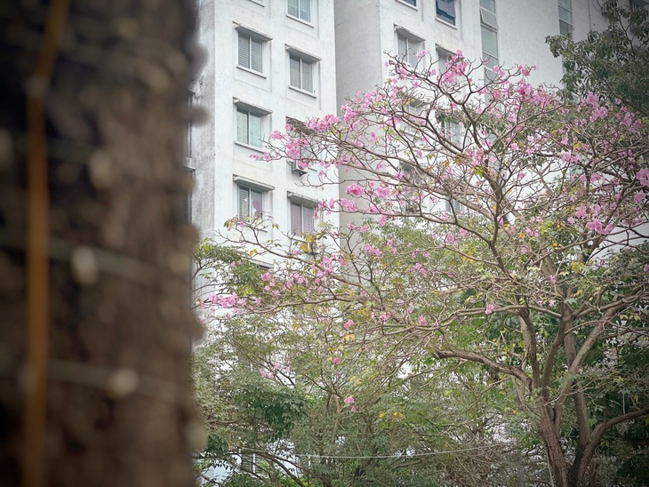 Bản giao hưởng tháng Ba - khi Hà Nội 'cất lời' bằng sắc hoa- Ảnh 10. Bản giao hưởng tháng Ba - khi Hà Nội 'cất lời' bằng sắc hoa- Ảnh 10.