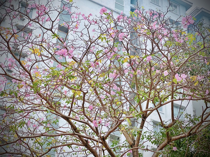Bản giao hưởng tháng Ba - khi Hà Nội 'cất lời' bằng sắc hoa- Ảnh 12. Bản giao hưởng tháng Ba - khi Hà Nội 'cất lời' bằng sắc hoa- Ảnh 12.