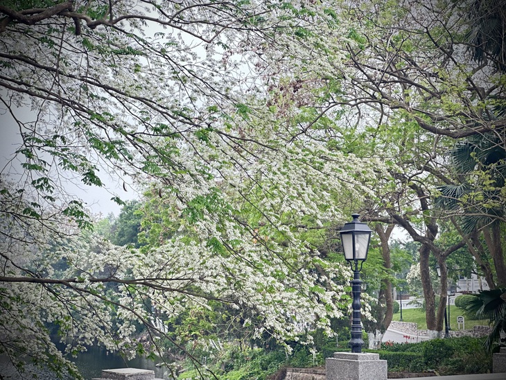 Bản giao hưởng tháng Ba - khi Hà Nội 'cất lời' bằng sắc hoa- Ảnh 14. Bản giao hưởng tháng Ba - khi Hà Nội 'cất lời' bằng sắc hoa- Ảnh 14.