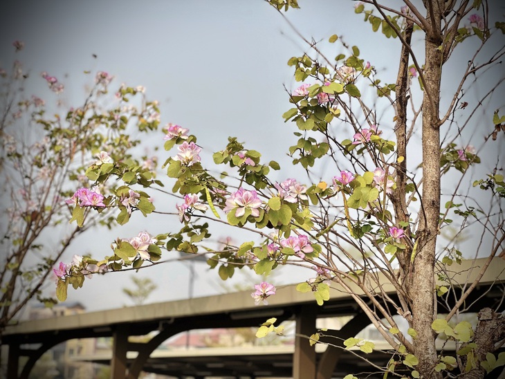 Bản giao hưởng tháng Ba - khi Hà Nội 'cất lời' bằng sắc hoa- Ảnh 17. Bản giao hưởng tháng Ba - khi Hà Nội 'cất lời' bằng sắc hoa- Ảnh 17.