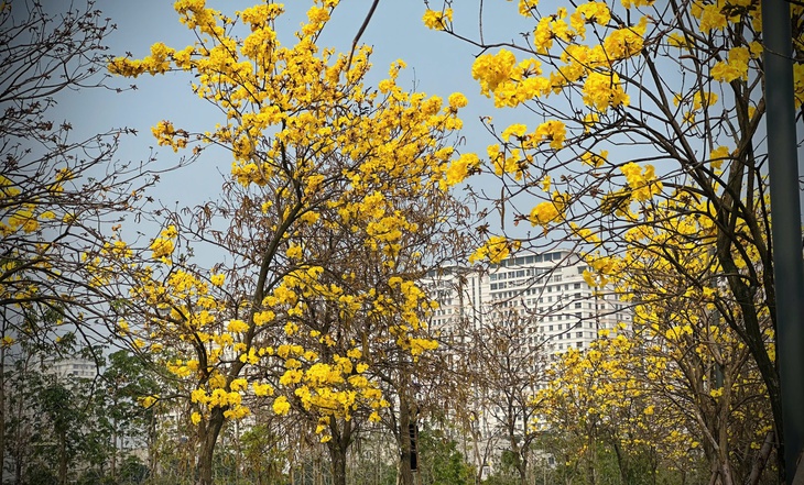 Bản giao hưởng tháng Ba - khi Hà Nội 'cất lời' bằng sắc hoa- Ảnh 21. Bản giao hưởng tháng Ba - khi Hà Nội 'cất lời' bằng sắc hoa- Ảnh 21.