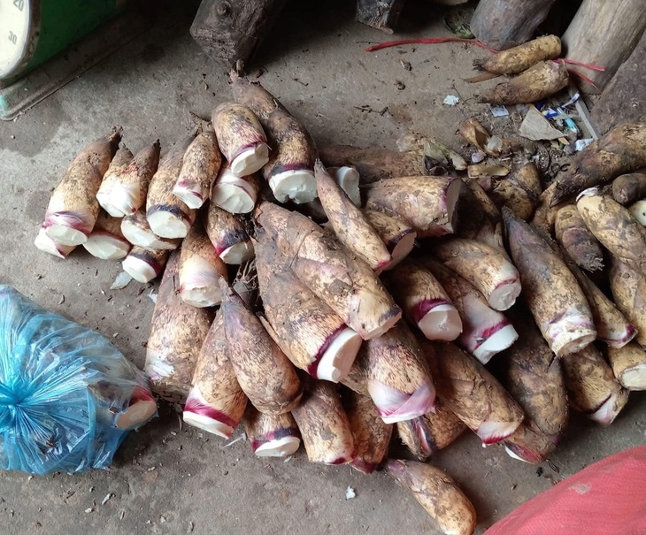 Măng vầu đang gây sốt, giá đắt đỏ nhưng giá nhập chỉ từ 10.000 đồng/kg- Ảnh 1. Măng vầu đang gây sốt, giá đắt đỏ nhưng giá nhập chỉ từ 10.000 đồng/kg- Ảnh 1.