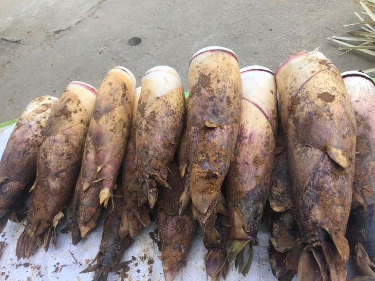 Măng vầu đang gây sốt, giá đắt đỏ nhưng giá nhập chỉ từ 10.000 đồng/kg- Ảnh 2. Măng vầu đang gây sốt, giá đắt đỏ nhưng giá nhập chỉ từ 10.000 đồng/kg- Ảnh 2.