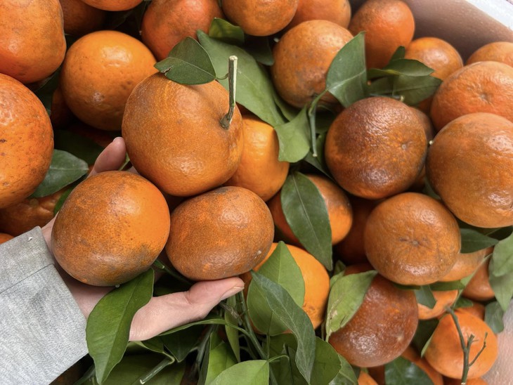 Loại quả giúp tăng miễn dịch rao bán đầy chợ với giá chỉ hơn 10.000 đồng/kg- Ảnh 1. Loại quả giúp tăng miễn dịch rao bán đầy chợ với giá chỉ hơn 10.000 đồng/kg- Ảnh 1.