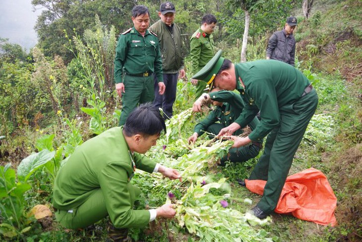 U70 giấu gần 1.000 cây thuốc phiện trong vườn rau cải- Ảnh 1.