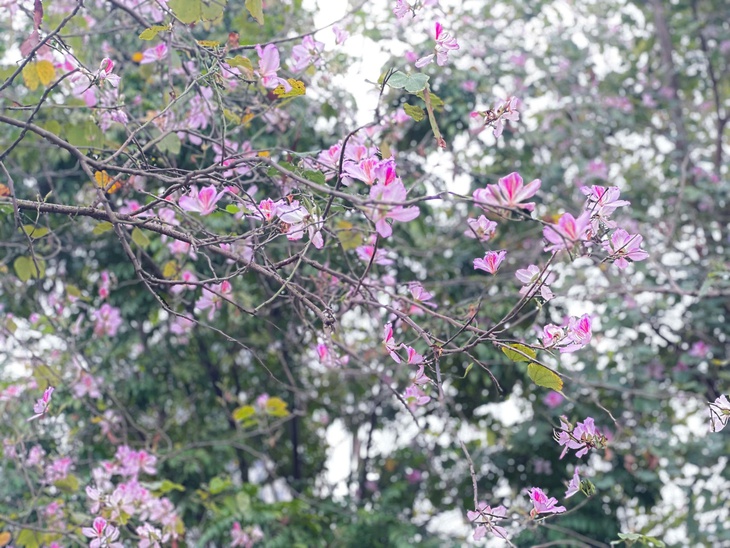 Hoa ban Hà Nội - dấu ấn Tây Bắc giữa đô thị phồn hoa- Ảnh 14.
