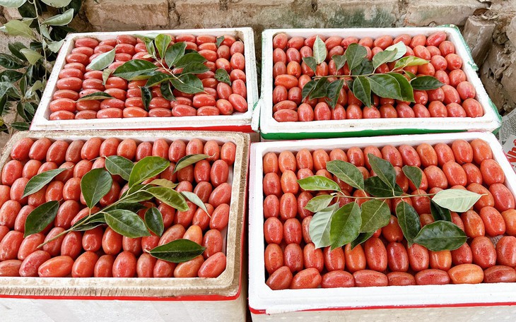 Nhót chín hạ giá, tiểu thương nhập hàng bán đầy thị trường giá vài chục nghìn đồng/kg
