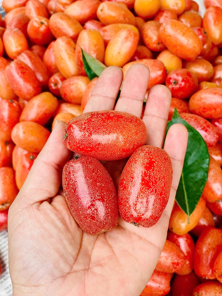 Nhót chín hạ giá, tiểu thương nhập hàng bán đầy thị trường giá vài chục nghìn đồng/kg- Ảnh 8. Nhót chín hạ giá, tiểu thương nhập hàng bán đầy thị trường giá vài chục nghìn đồng/kg- Ảnh 8.