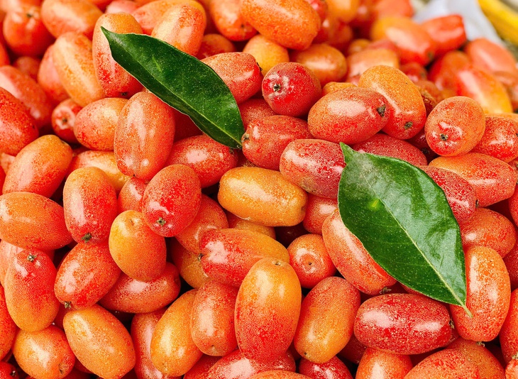Nhót chín hạ giá, tiểu thương nhập hàng bán đầy thị trường giá vài chục nghìn đồng/kg- Ảnh 3. Nhót chín hạ giá, tiểu thương nhập hàng bán đầy thị trường giá vài chục nghìn đồng/kg- Ảnh 3.