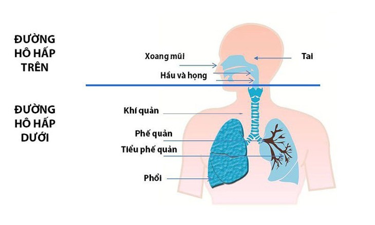 Phòng bệnh đường hô hấp mùa mưa- Ảnh 1.
