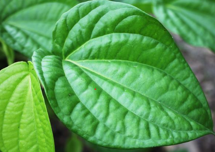 5 lợi ích của lá trầu không- Ảnh 1.
