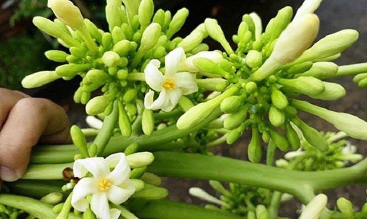 đu đủ đực
