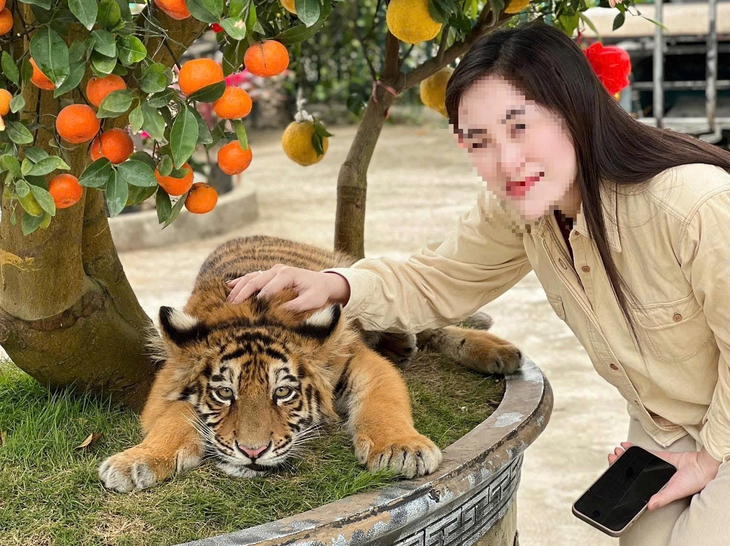 'Tuýt còi’ khu du lịch để du khách ôm, vuốt ve hổ- Ảnh 1. 'Tuýt còi’ khu du lịch để du khách ôm, vuốt ve hổ- Ảnh 1.