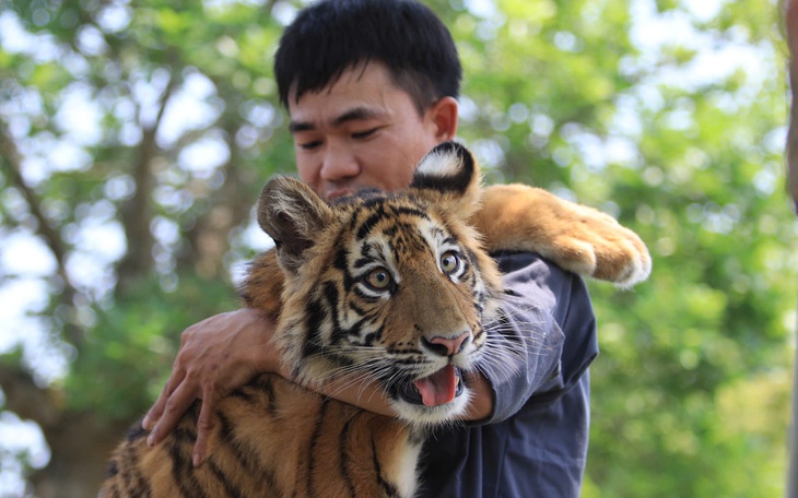 "Tuýt còi’ khu du lịch để du khách ôm, vuốt ve hổ
