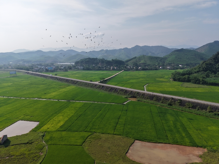 Đàn cò quý hiếm trong Sách Đỏ xuất hiện tại vùng đệm Vườn Quốc gia Phong Nha – Kẻ Bàng- Ảnh 1. Đàn cò quý hiếm trong Sách Đỏ xuất hiện tại vùng đệm Vườn Quốc gia Phong Nha – Kẻ Bàng- Ảnh 1.