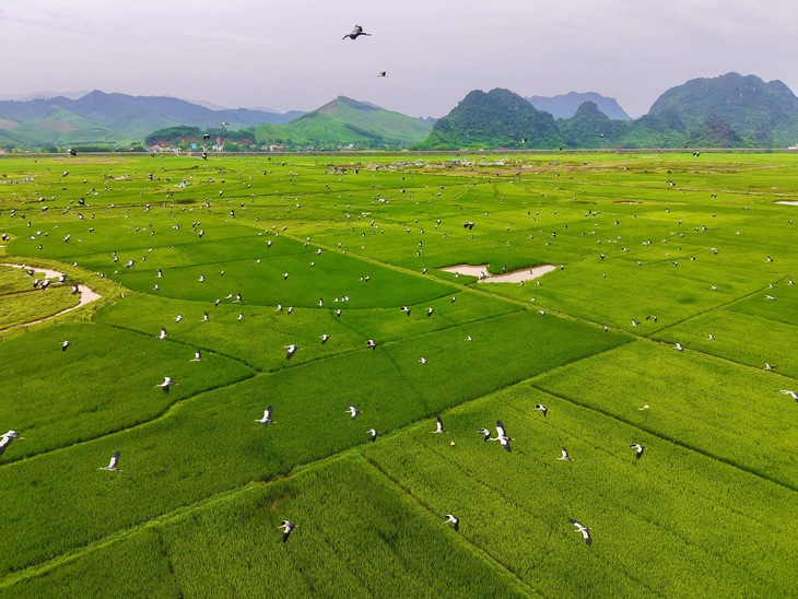 Đàn cò quý hiếm trong Sách Đỏ xuất hiện tại vùng đệm Vườn Quốc gia Phong Nha – Kẻ Bàng- Ảnh 2. Đàn cò quý hiếm trong Sách Đỏ xuất hiện tại vùng đệm Vườn Quốc gia Phong Nha – Kẻ Bàng- Ảnh 2.