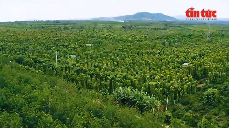 Kim ngạch Hồ tiêu quý I/2025 tăng mạnh, giá xuất khẩu đạt kỷ lục- Ảnh 2.