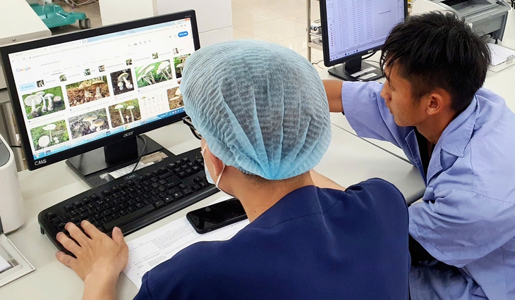 Hái nấm rừng về ăn, 2 vợ chồng hôn mê- Ảnh 3. Hái nấm rừng về ăn, 2 vợ chồng hôn mê- Ảnh 3.