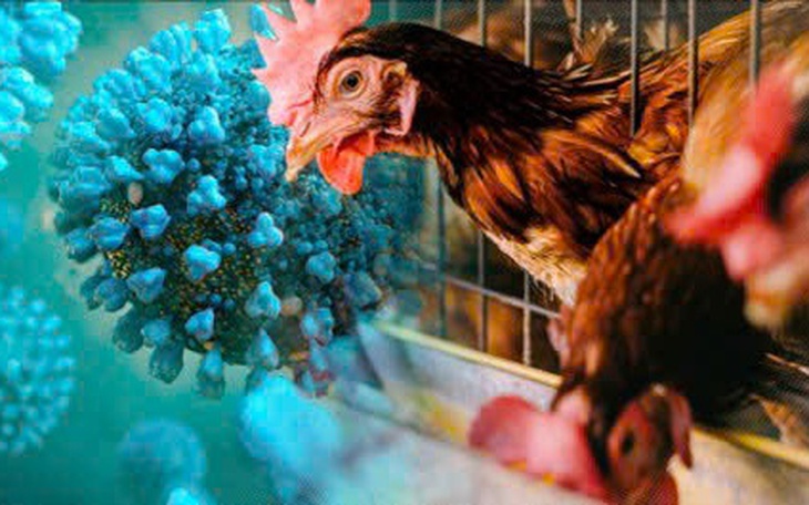 Tiếp xúc với gà chết, bé gái 8 tuổi nhiễm cúm gia cầm H5N1