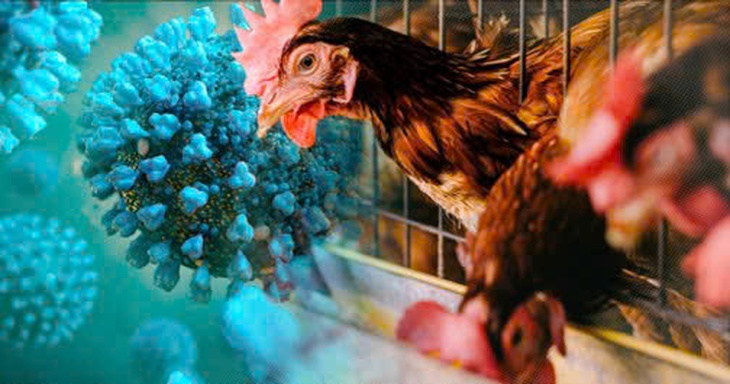Tiếp xúc với gà chết, bé gái 8 tuổi nhiễm cúm gia cầm H5N1- Ảnh 1. Tiếp xúc với gà chết, bé gái 8 tuổi nhiễm cúm gia cầm H5N1- Ảnh 1.