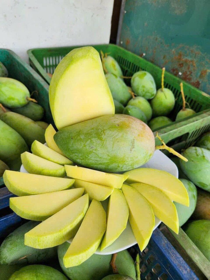 Xoài hạt lép bán đầy thị trường giá hơn chục nghìn/kg, tiểu thương tiêu thụ vài tạ mỗi ngày- Ảnh 7. Xoài hạt lép bán đầy thị trường giá hơn chục nghìn/kg, tiểu thương tiêu thụ vài tạ mỗi ngày- Ảnh 7.
