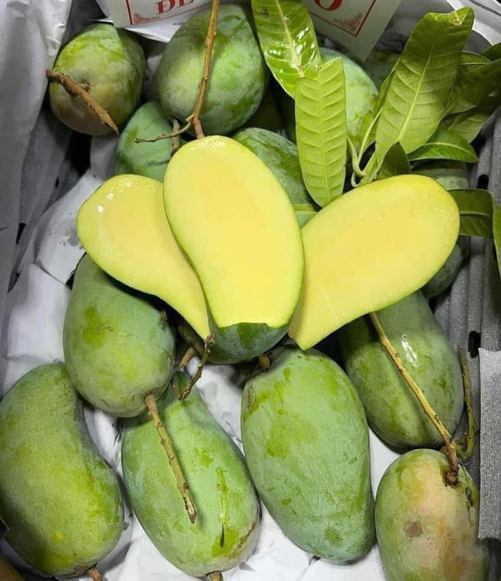 Xoài hạt lép bán đầy thị trường giá hơn chục nghìn/kg, tiểu thương tiêu thụ vài tạ mỗi ngày- Ảnh 2. Xoài hạt lép bán đầy thị trường giá hơn chục nghìn/kg, tiểu thương tiêu thụ vài tạ mỗi ngày- Ảnh 2.