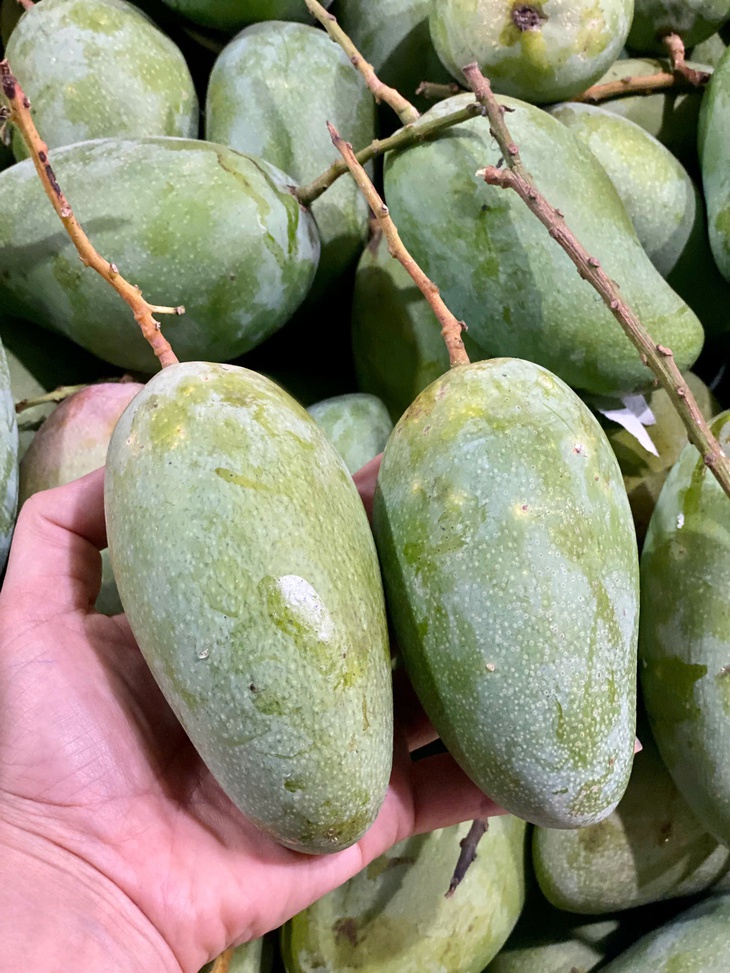Xoài hạt lép bán đầy thị trường giá hơn chục nghìn/kg, tiểu thương tiêu thụ vài tạ mỗi ngày- Ảnh 5. Xoài hạt lép bán đầy thị trường giá hơn chục nghìn/kg, tiểu thương tiêu thụ vài tạ mỗi ngày- Ảnh 5.
