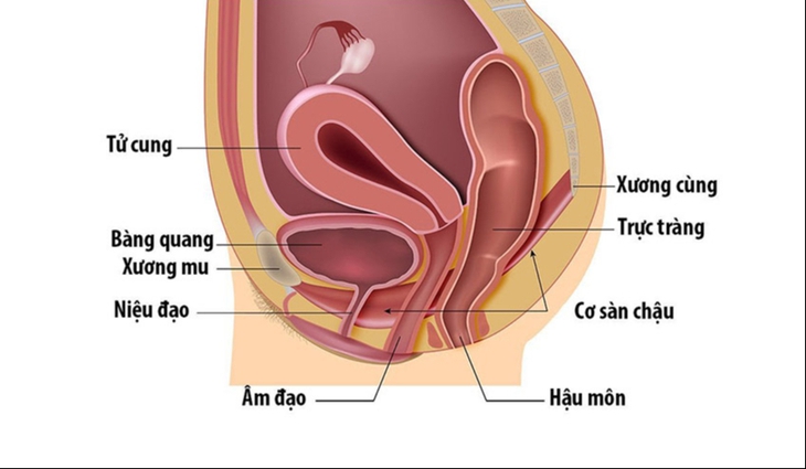 cơ sàn chậu