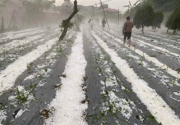Mưa đá rào rào ở Sơn La gây hư hại hoa màu- Ảnh 2.