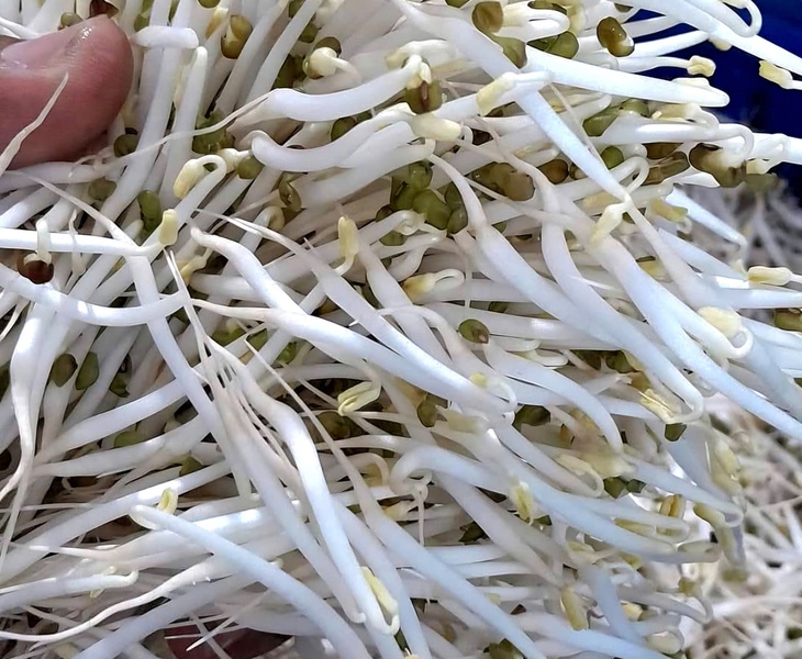 Bà nội trợ tự làm giá đỗ sạch tại nhà sau loạt vụ giá đỗ 'ngậm' hoá chất- Ảnh 2. Bà nội trợ tự làm giá đỗ sạch tại nhà sau loạt vụ giá đỗ 'ngậm' hoá chất- Ảnh 2.
