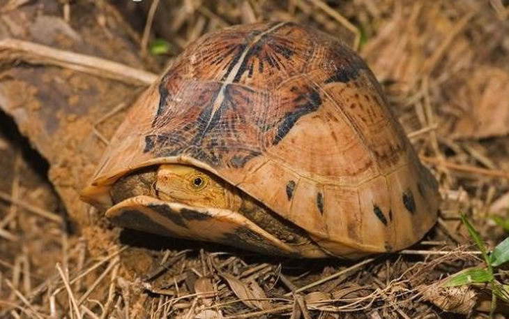 Nhiều lần cứu hộ loài động vật hoang dã cực quý hiếm có biệt tài "đóng hộp" bản thân