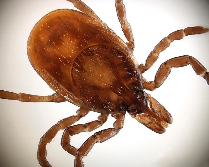 Câu hỏi thường gặp về Lyme (Viêm nhiễm do bọ ve đốt)- Ảnh 2.
