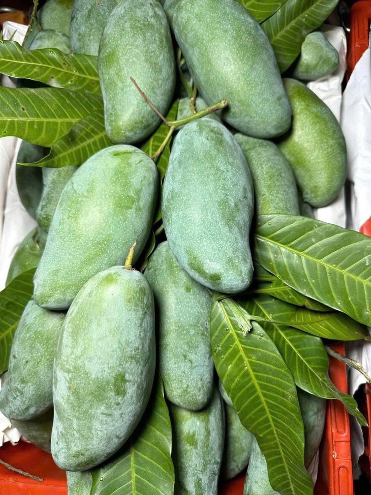 Xoài vào mùa giảm giá sâu, bán tràn ngập thị trường chỉ hơn chục nghìn đồng/kg- Ảnh 6. Xoài vào mùa giảm giá sâu, bán tràn ngập thị trường chỉ hơn chục nghìn đồng/kg- Ảnh 6.