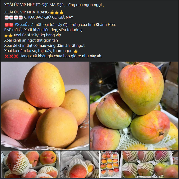 Xoài vào mùa giảm giá sâu, bán tràn ngập thị trường chỉ hơn chục nghìn đồng/kg- Ảnh 3. Xoài vào mùa giảm giá sâu, bán tràn ngập thị trường chỉ hơn chục nghìn đồng/kg- Ảnh 3.