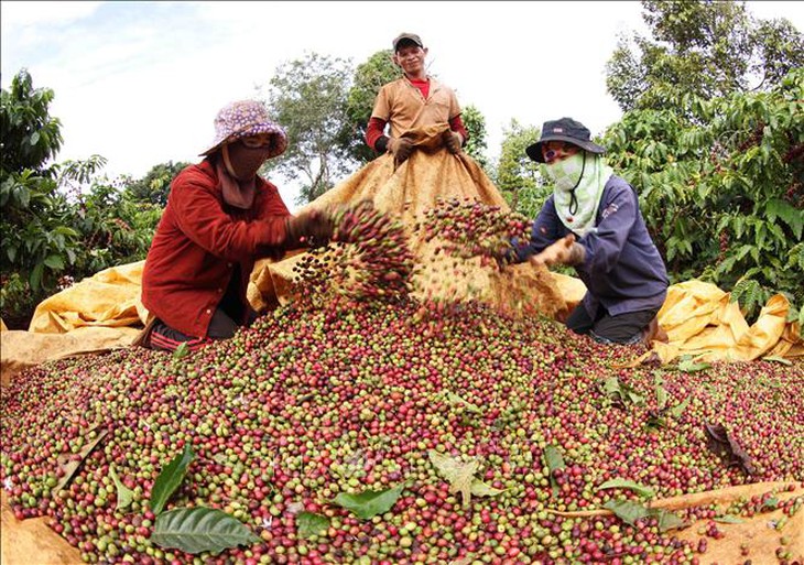 Giá lúa, gạo biến động nhẹ- Ảnh 4.