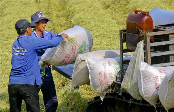 Giá lúa, gạo biến động nhẹ- Ảnh 1.
