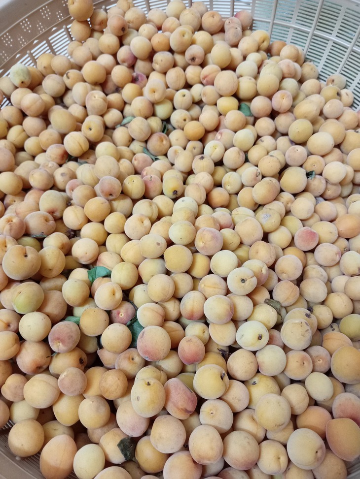 Loại quả vừa thơm vừa bổ vào mùa bán đầy chợ với giá rẻ bèo- Ảnh 4.