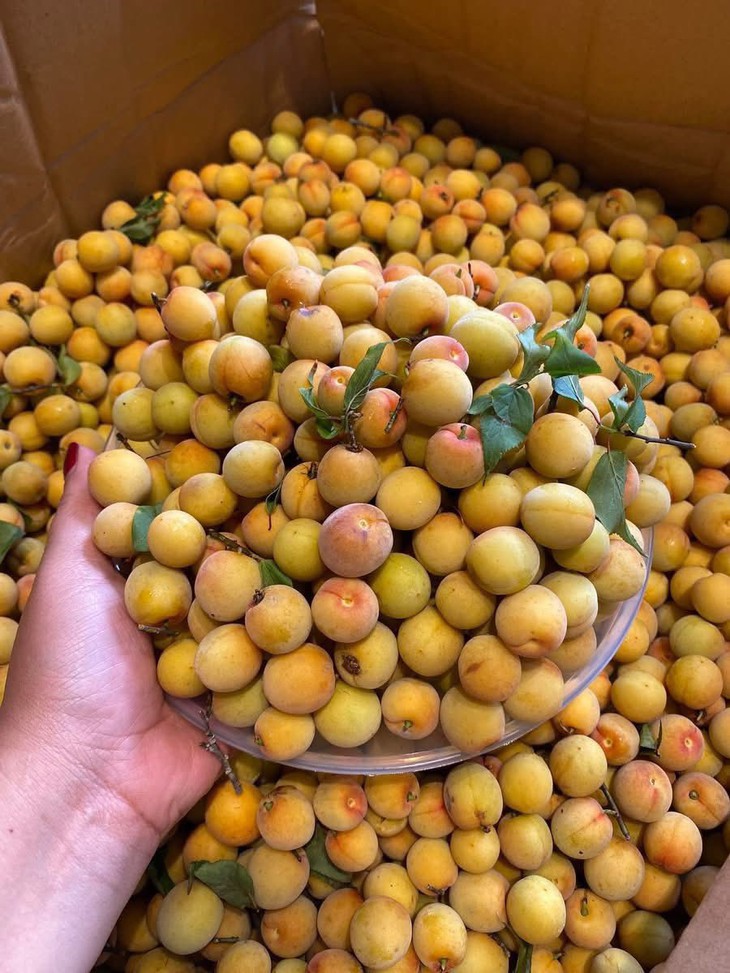 Loại quả vừa thơm vừa bổ vào mùa bán đầy chợ với giá rẻ bèo- Ảnh 2.