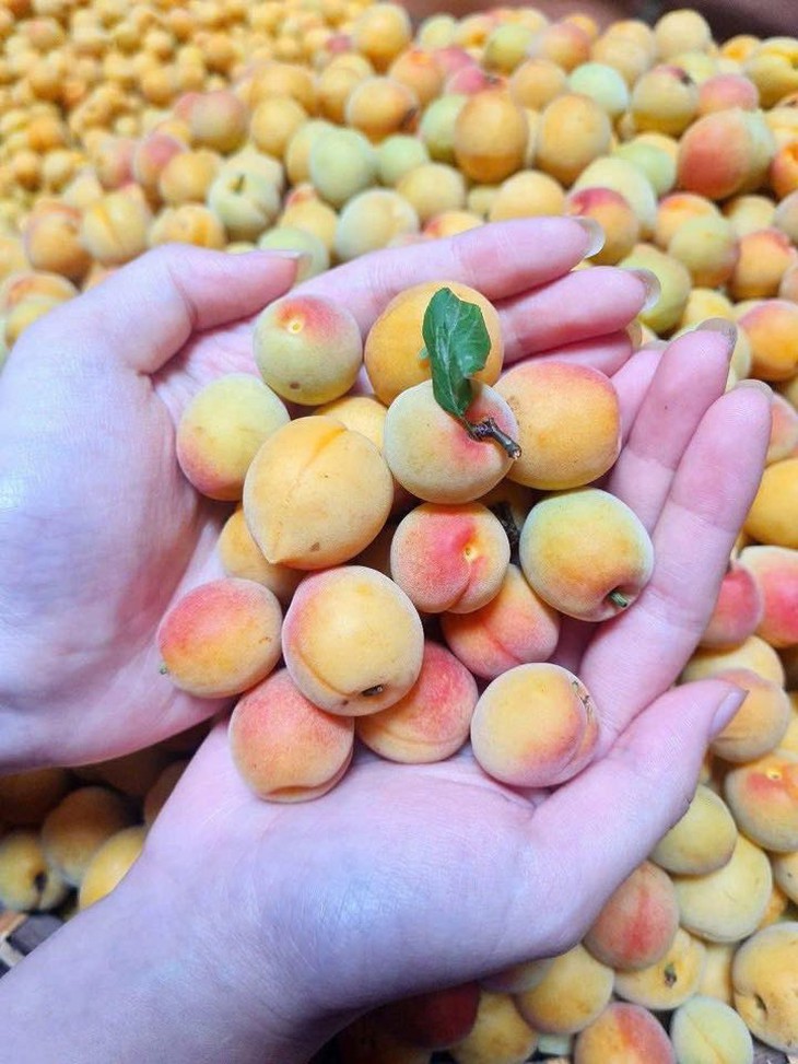 Loại quả vừa thơm vừa bổ vào mùa bán đầy chợ với giá rẻ bèo- Ảnh 7.