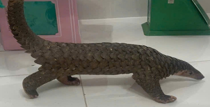 Cá thể tê tê còn sống - tang vật trong vụ án vận chuyển, mua bán trái phép động vật hoang dã, nguy cấp, quý, hiếm. Ảnh: CABT Cá thể tê tê còn sống - tang vật trong vụ án vận chuyển, mua bán trái phép động vật hoang dã, nguy cấp, quý, hiếm. Ảnh: CABT