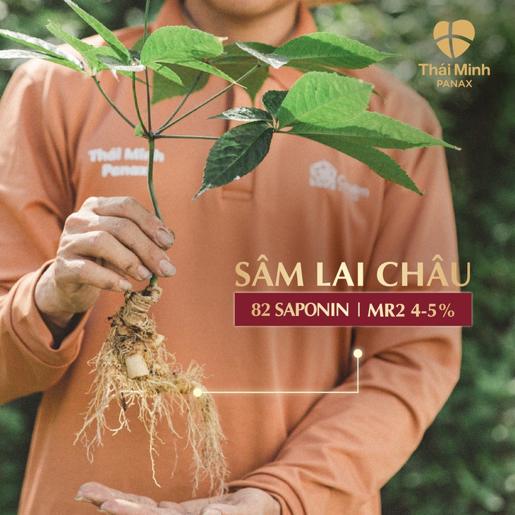 Hồng sâm đầu tiên từ sâm Việt: Cánh cửa mới cho dược liệu quốc gia và sinh kế vùng cao- Ảnh 2. Hồng sâm đầu tiên từ sâm Việt: Cánh cửa mới cho dược liệu quốc gia và sinh kế vùng cao- Ảnh 2.