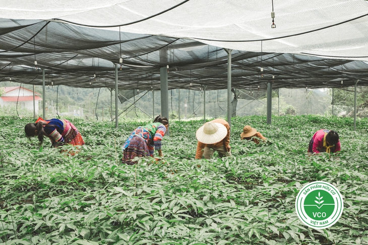 Hồng sâm đầu tiên từ sâm Việt: Cánh cửa mới cho dược liệu quốc gia và sinh kế vùng cao- Ảnh 4. Hồng sâm đầu tiên từ sâm Việt: Cánh cửa mới cho dược liệu quốc gia và sinh kế vùng cao- Ảnh 4.