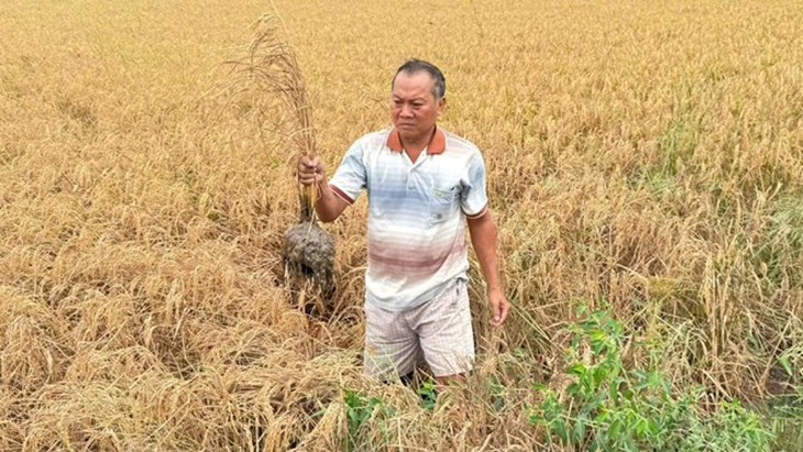 Lúa chết bất thường ven đường cao tốc, cách gì khắc phục?- Ảnh 1.