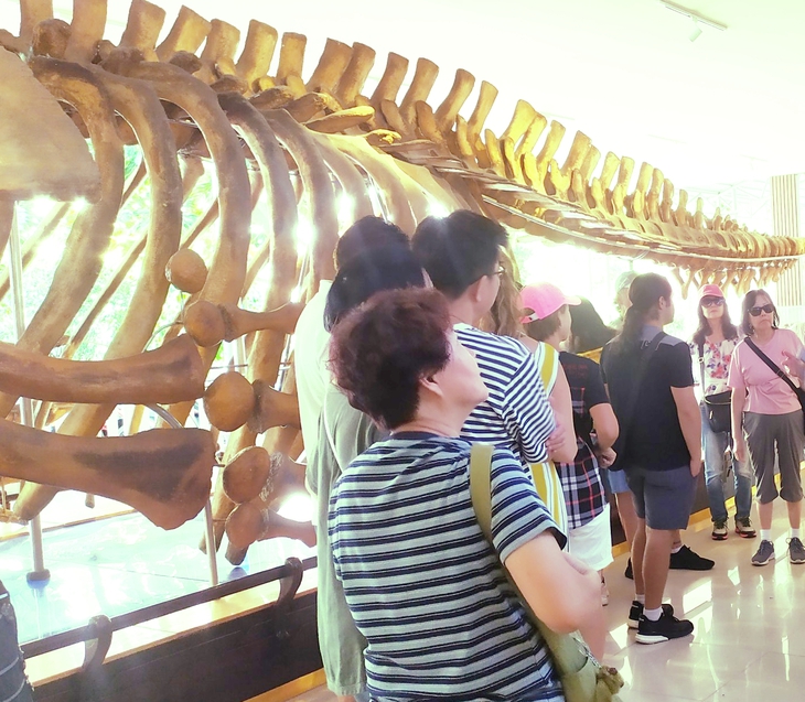 Du khách thích thú đi xem bộ xương động vật quý hiếm ‘khổng lồ’ ở Khánh Hòa- Ảnh 2. Du khách thích thú đi xem bộ xương động vật quý hiếm ‘khổng lồ’ ở Khánh Hòa- Ảnh 2.