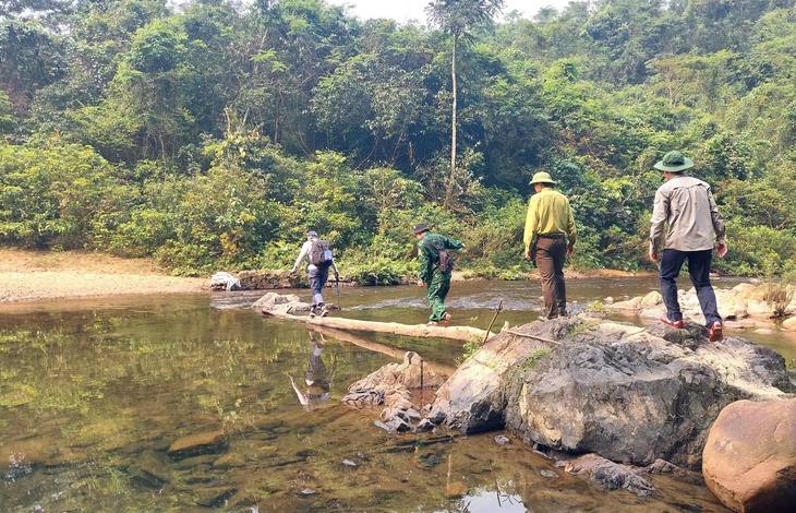 Cận cảnh rừng mai hàng trăm năm tuổi giữa đại ngàn Đakrông- Ảnh 1.