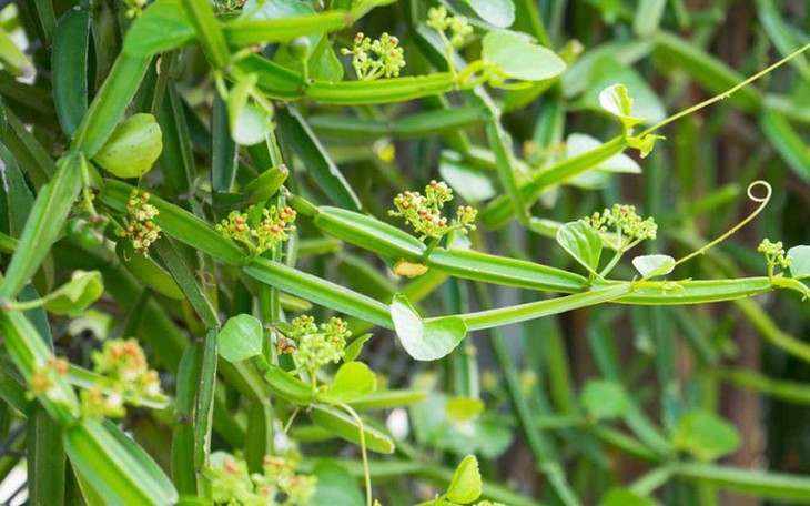 Dung dịch xịt giảm đau dành cho người bệnh xương khớp- Ảnh 1. Dung dịch xịt giảm đau dành cho người bệnh xương khớp- Ảnh 1.