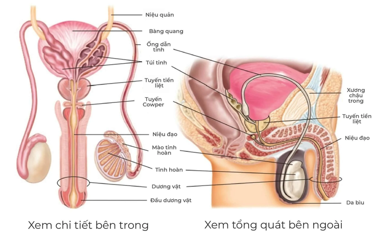 Tắc ống dẫn tinh: Nguyên nhân, triệu chứng và cách điều trị- Ảnh 1. Tắc ống dẫn tinh: Nguyên nhân, triệu chứng và cách điều trị- Ảnh 1.