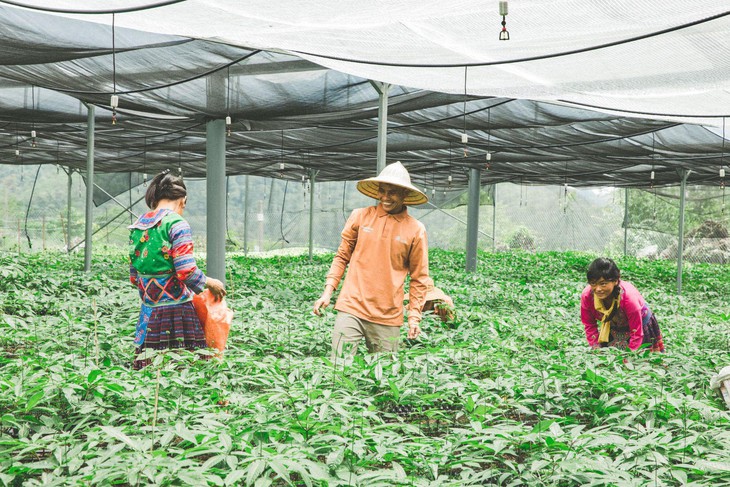 Hồng Sâm Thái Minh được vinh danh 'Thương hiệu Hồng Sâm số 1 Việt Nam 2025'- Ảnh 3.