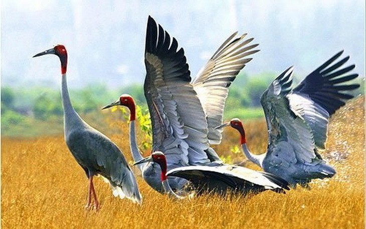 Đưa sếu đầu đỏ từ Thái Lan về Vườn quốc gia Tràm Chim để sinh sản- Ảnh 2.